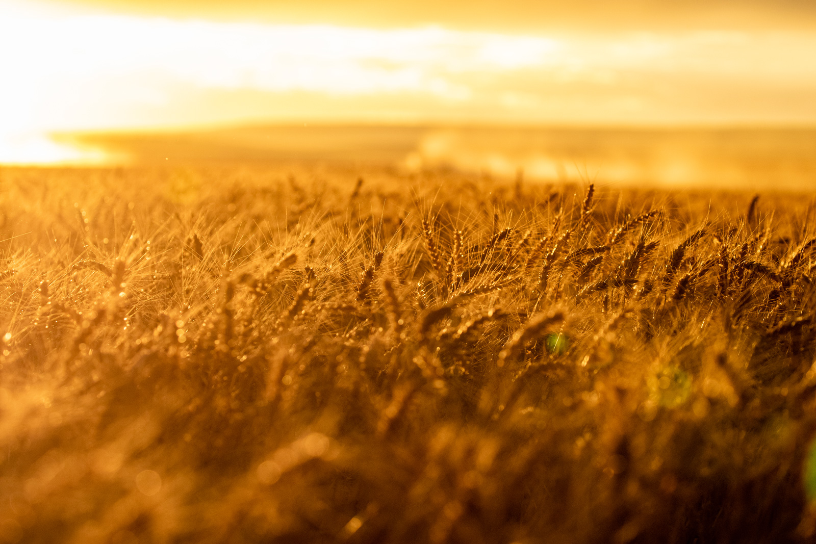 Up close image of wheat