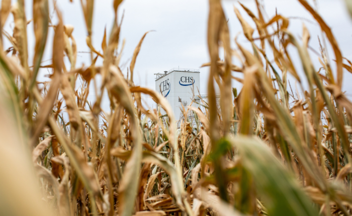 Corn field with CHS facility in the background